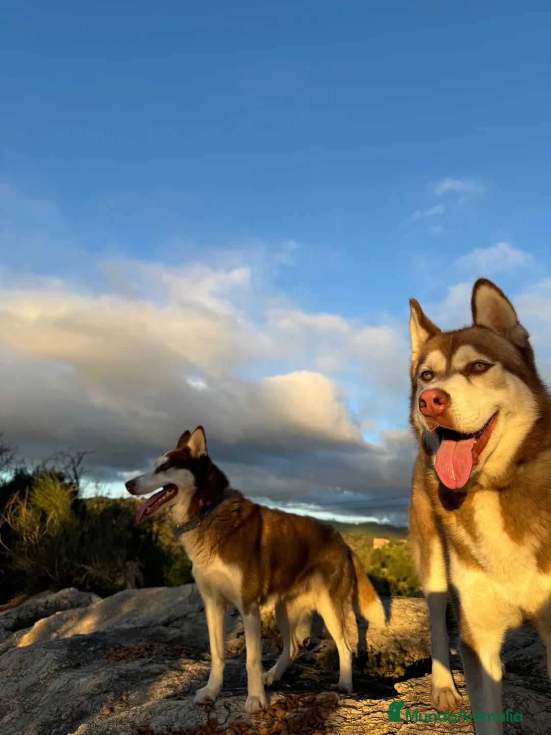 Husky Siberiano perros en venta: Husky siberiano  - Anuncio 2