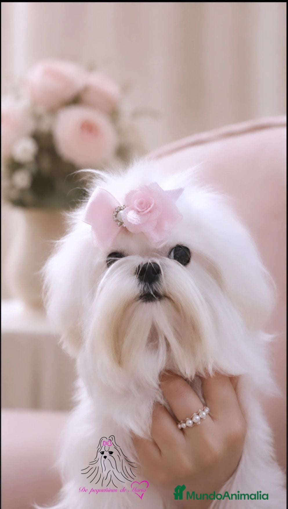 Bichón Maltés perros  maltes coreana miniatura de máxima calidad  - Anuncio 1