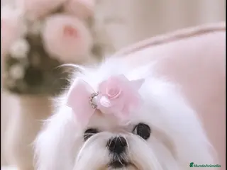 Bichón Maltés perros maltes coreana miniatura de máxima calidad - Anuncio 3