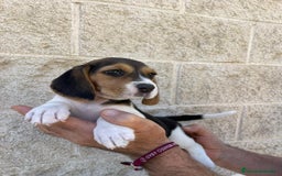 Beagle perros en venta: Beagles para entregar  - Imagen 2