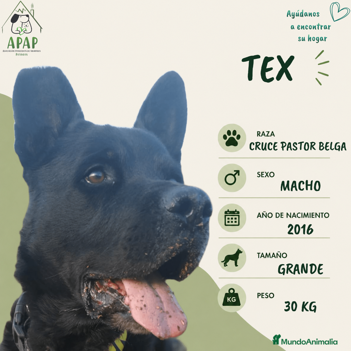 Raza Mixta perros TEX busca hogar - Anuncio 3