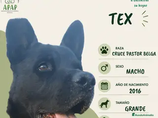 Raza Mixta perros TEX busca hogar - Anuncio 22