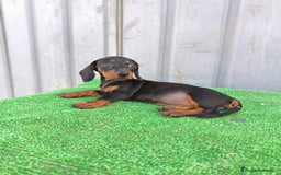 Teckel Miniatura perros en venta: Cachorros teckel mini - Imagen 1