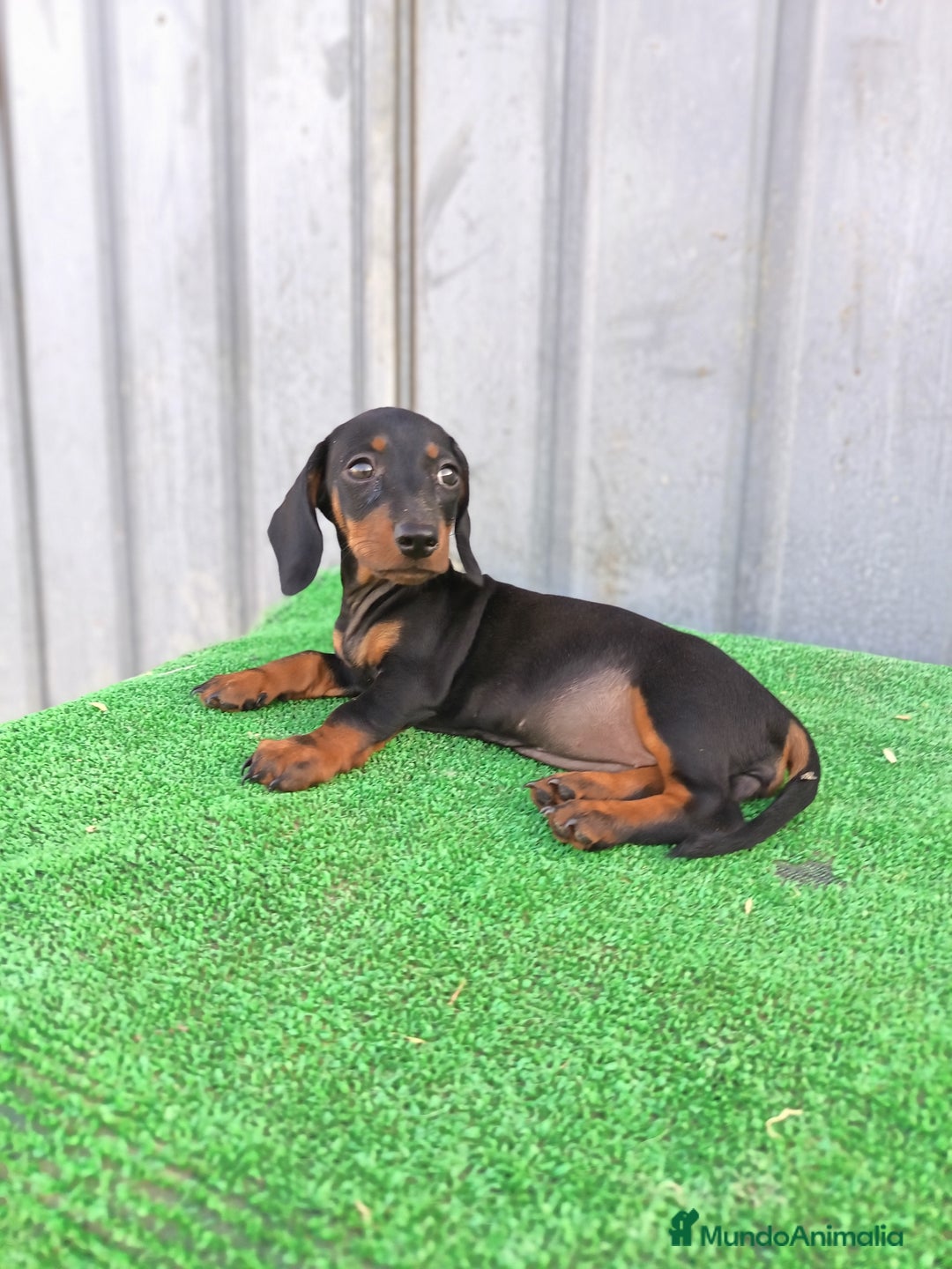 Teckel Miniatura perros en venta: Cachorros teckel mini - Imagen 1