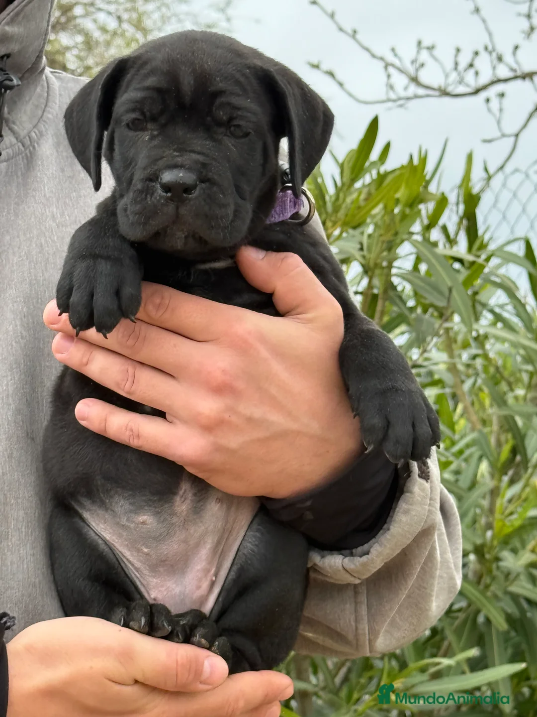 Cane Corso perros en venta: Cachorros de cane corso - Anuncio 1