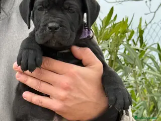 Cane Corso perros Cachorros de cane corso - Anuncio 1