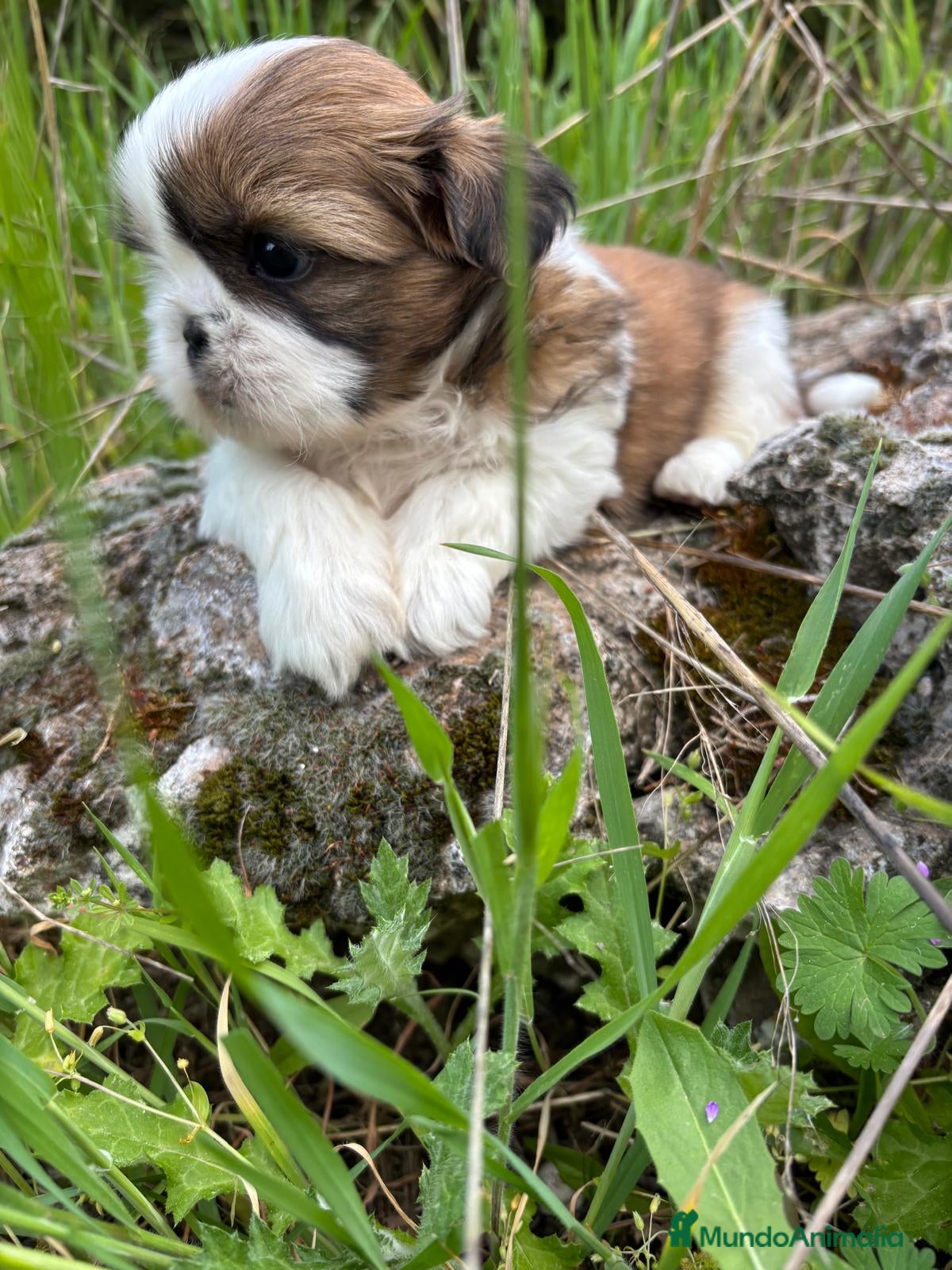 Shih Tzu perros en venta: Shit tzu machos y hembras listos para entregar. - Anuncio 6