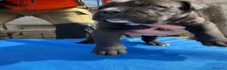 Cane Corso perros en venta: Cane corso  - Anuncio 14