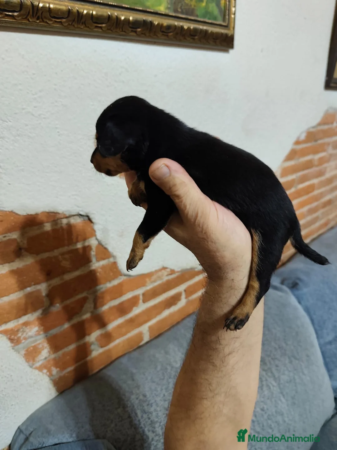 Pinscher Miniatura perros en venta: Mini Pincher  - Anuncio 4