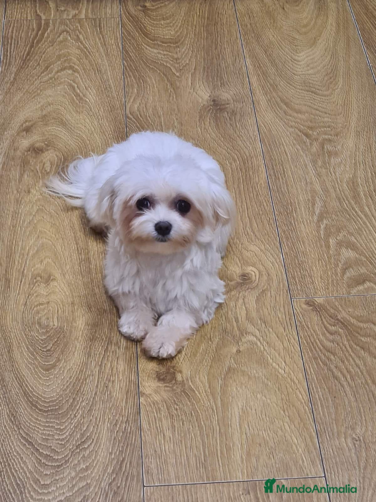 Maltipoo perros en venta: Preciosos cachorros Yorkiepoo  en Lugo - Anuncio 6