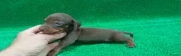 Teckel Miniatura perros en venta: Teckel - Anuncio 3