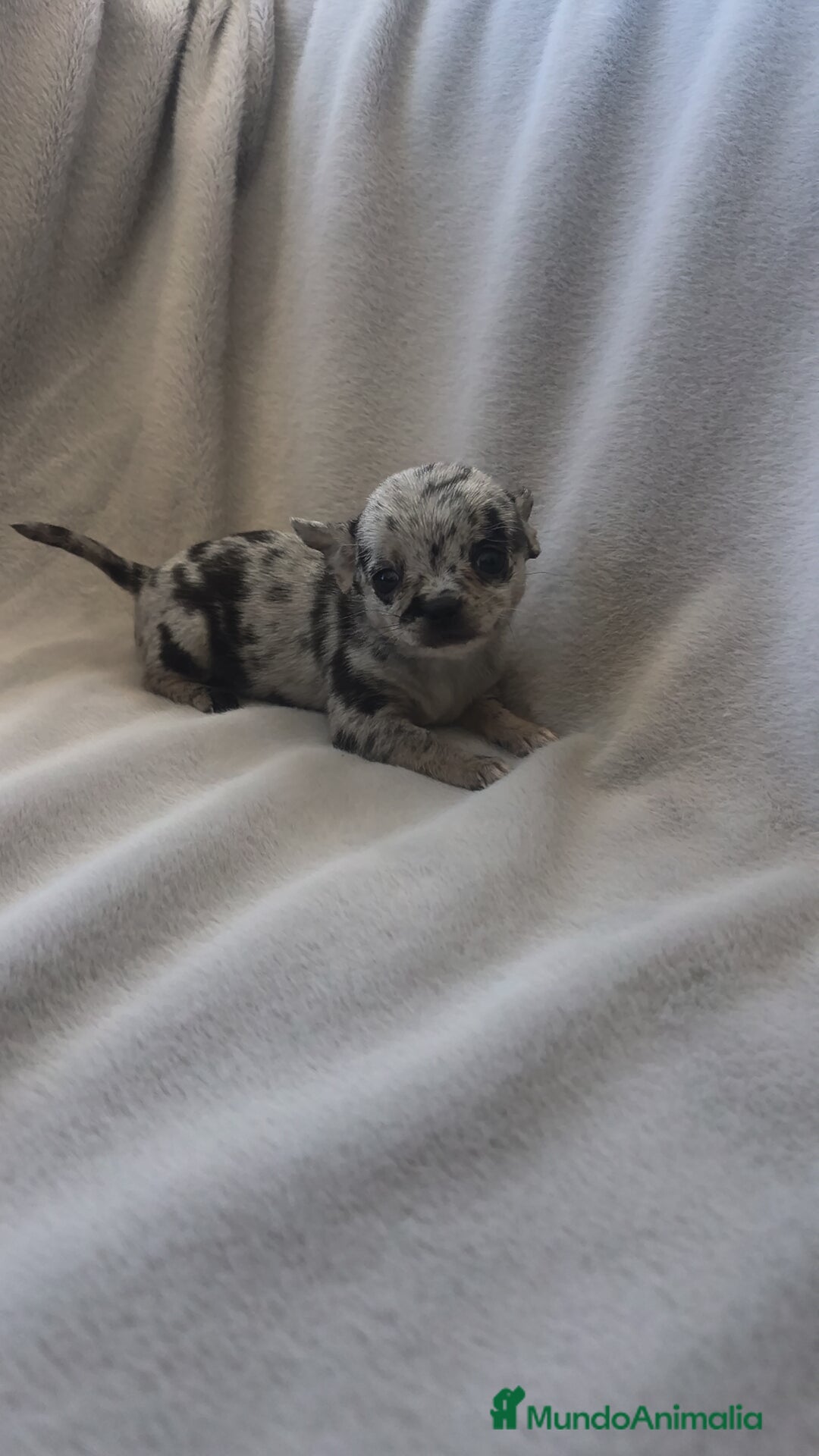 Chihuahua perros Chihuahua hembra Toy Merle de calidad  - Anuncio 1