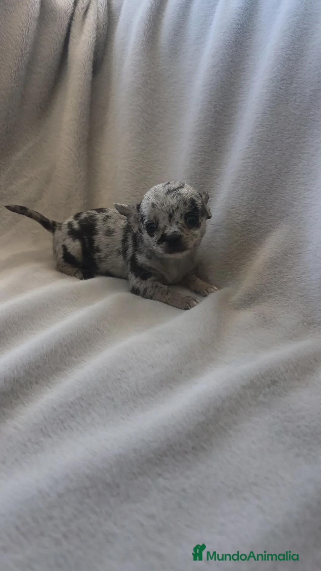 Chihuahua perros en venta: Chihuahua hembra Toy Merle de calidad  - Anuncio 1