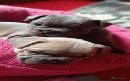 Bulldog Francés perros en venta: Bulldog francés  en León - Imagen 11