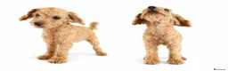 Caniche Toy perros en venta: Caniche mini toy - Anuncio 4