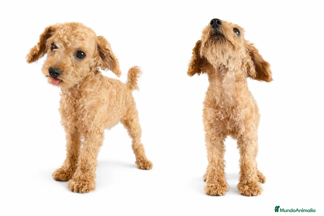 Caniche Toy perros en venta: Caniche mini toy - Anuncio 4