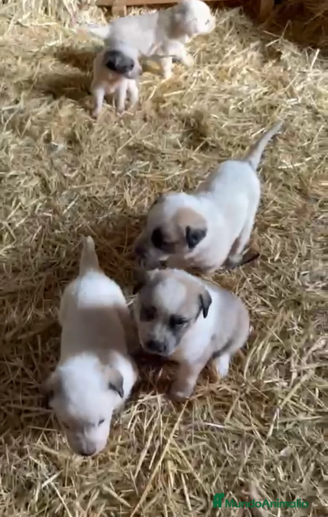 Mastín Español perros en venta: Mastines disponibles para entregar en Málaga - Anuncio 1