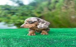 Teckel Miniatura perros en venta: teckel arlequin chocolate  - Imagen 12