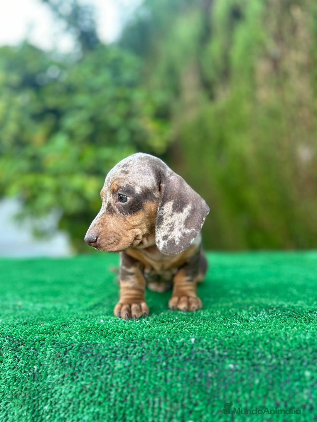 Teckel Miniatura perros en venta: teckel arlequin chocolate  - Imagen 12