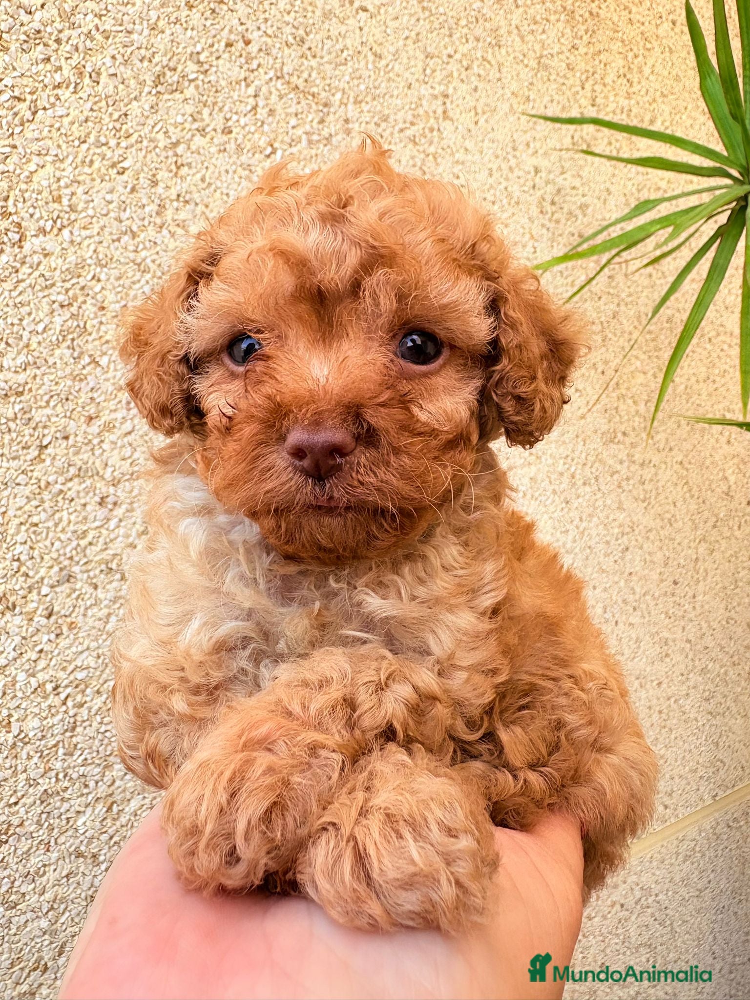 Caniche Toy perros CANICHE TOY - Anuncio 1