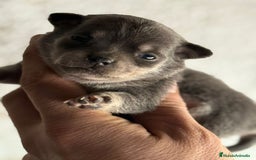 Chihuahua perros en venta: Chihuahuas toy cabeza manzana ya podéis reservar  - Imagen 8