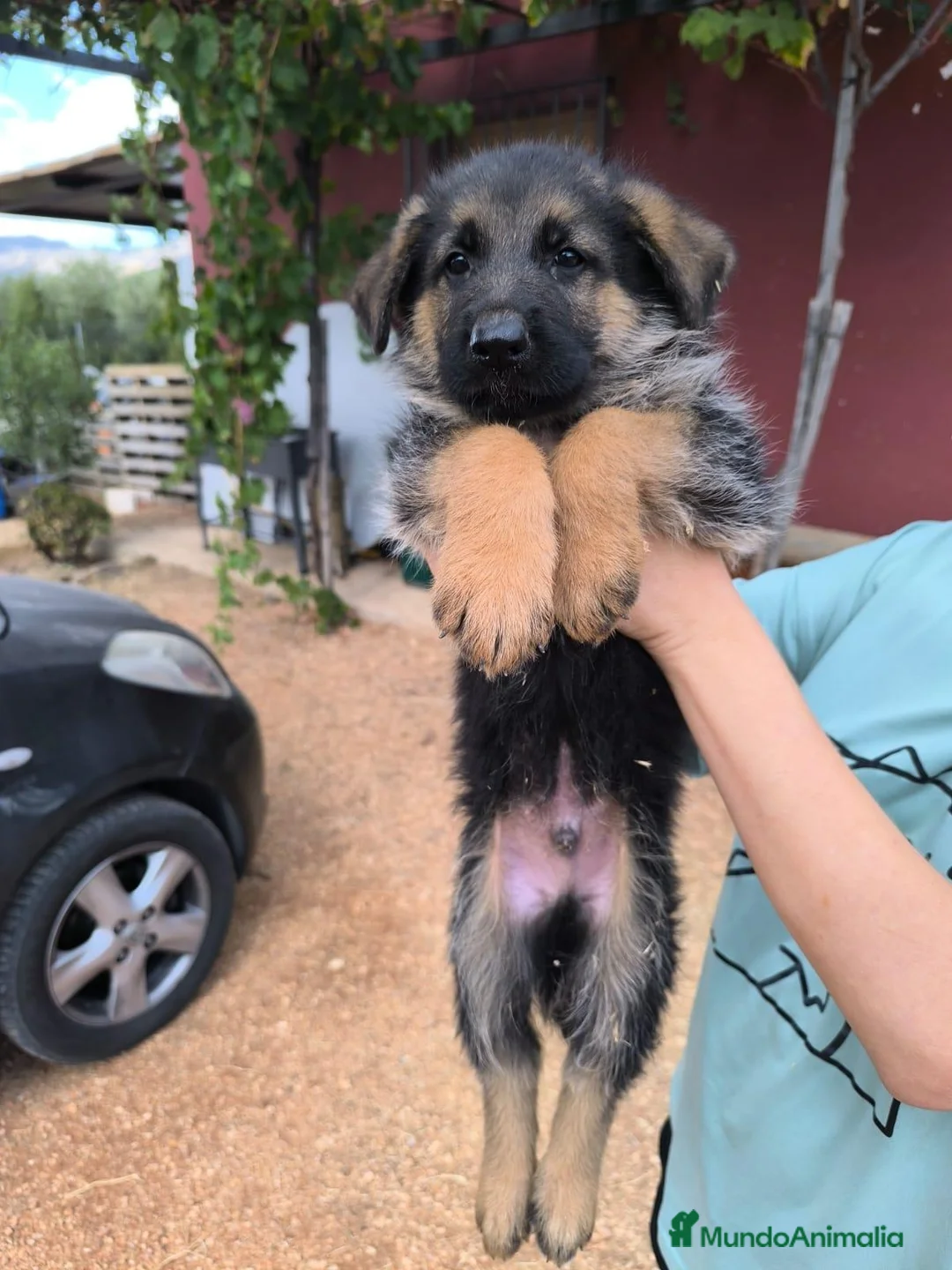 Pastor Alemán perros en venta: Pastores alemanes de calidad  - Anuncio 2