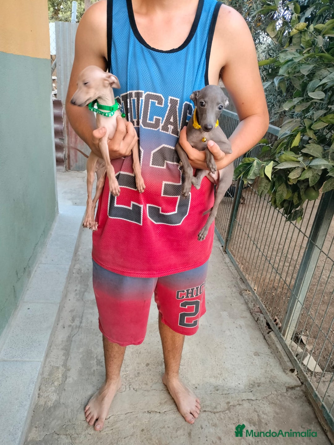 Pequeño Lebrel Italiano perros en venta: Picolo italiano - Imagen 2