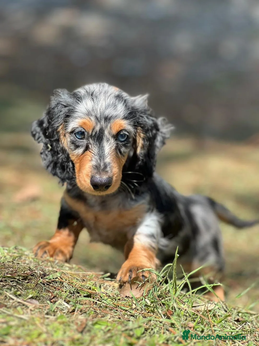 Teckel Miniatura perros en venta: TECKEL TODA ESPAÑA  - Anuncio 1