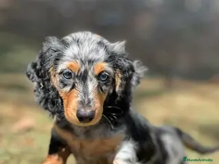 Teckel Miniatura perros TECKEL TODA ESPAÑA - Anuncio 2