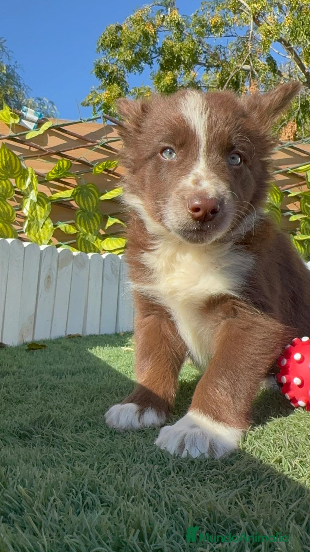 Border Collie perros en venta: BORDER COLLIE - Anuncio 4