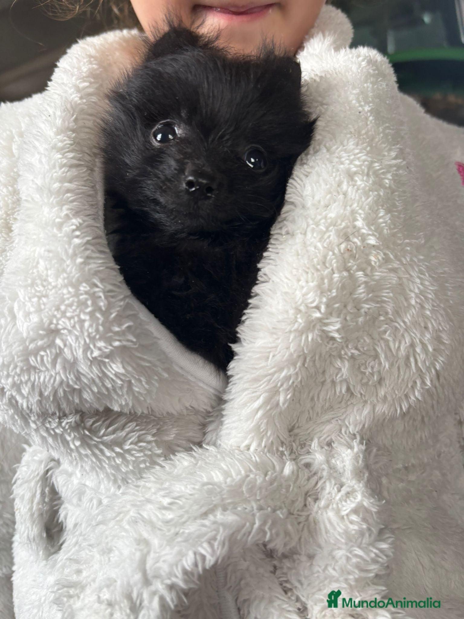 Pomerania perros Pomerania negra - Anuncio 1