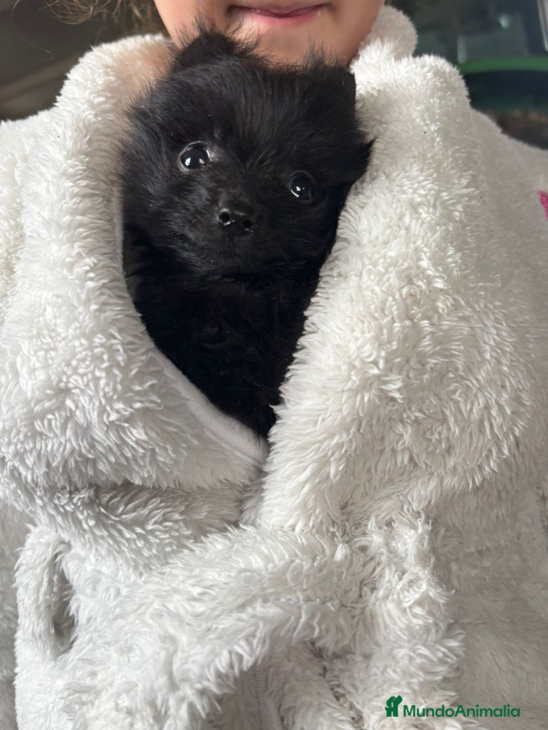 Pomerania perros en venta: Pomerania negra - Anuncio 1