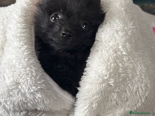 Pomerania perros Pomerania negra - Anuncio 1