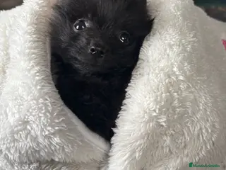 Pomerania perros Pomerania negra - Anuncio 1