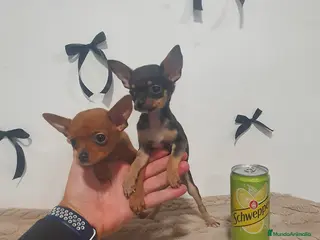 Chihuahua perros Chihuahua miniatura - Anuncio 1