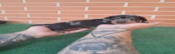 Teckel Miniatura perros en venta: Macho arlequin plata  - Anuncio 3