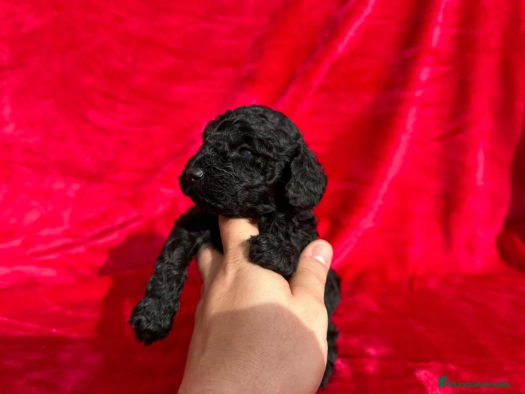 Caniche Toy perros en venta: Caniches toy y enano en Barcelona - Anuncio 5