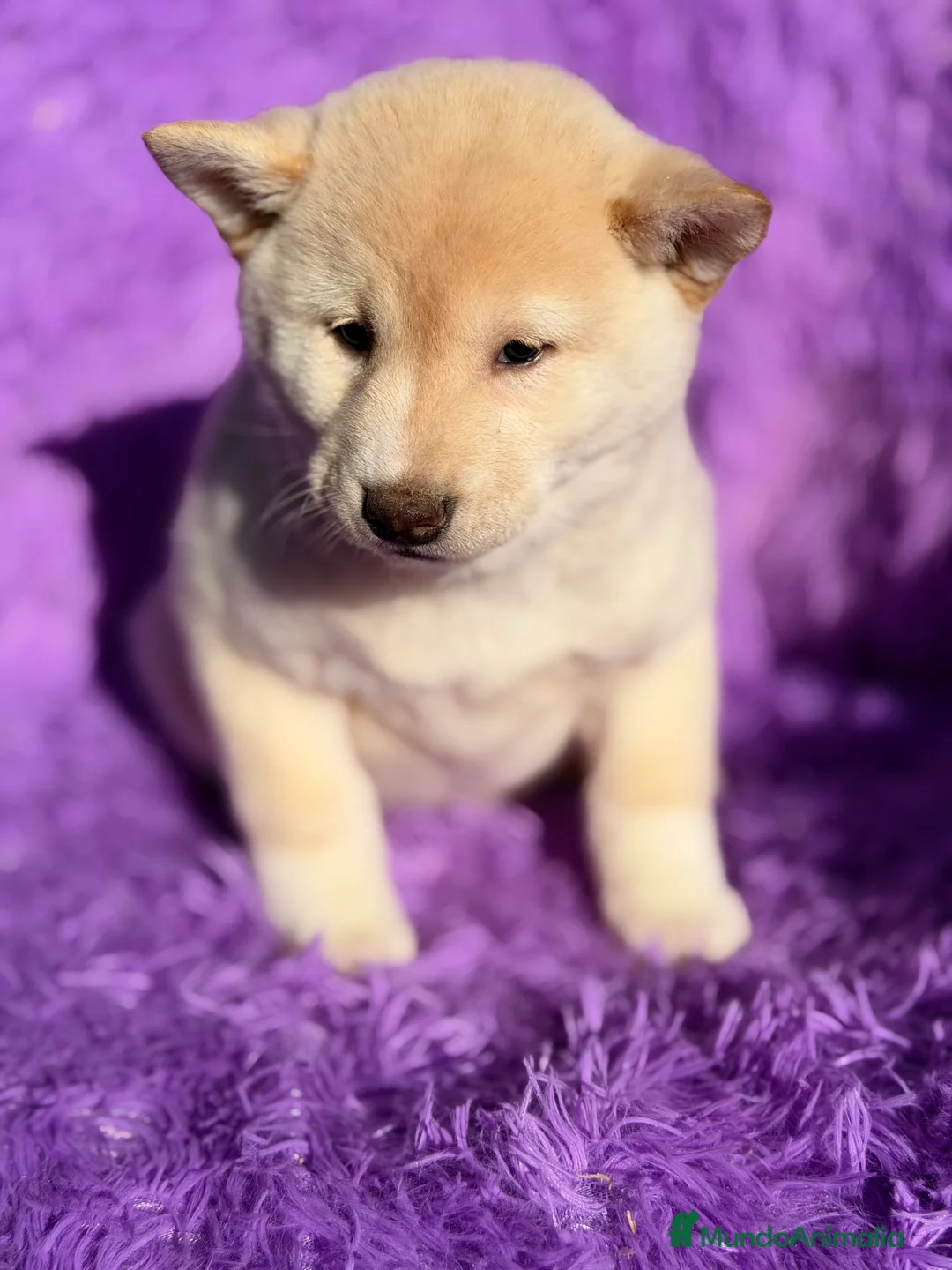 Shiba Inu perros en venta: Shiba Inu Blanca  - Anuncio 5