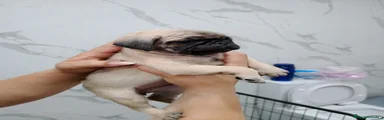 Carlino - Pug 1