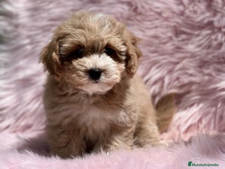 Maltipoo perros en Barcelona - Anuncio 22