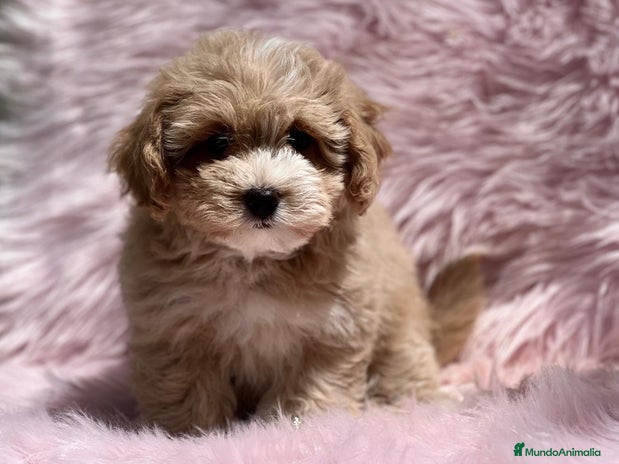 Maltipoo perros en Barcelona - Anuncio 9