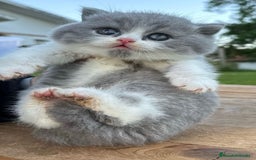 Británico de Pelo Corto gatos en venta: Cachorro british bicolor azul - Imagen 2