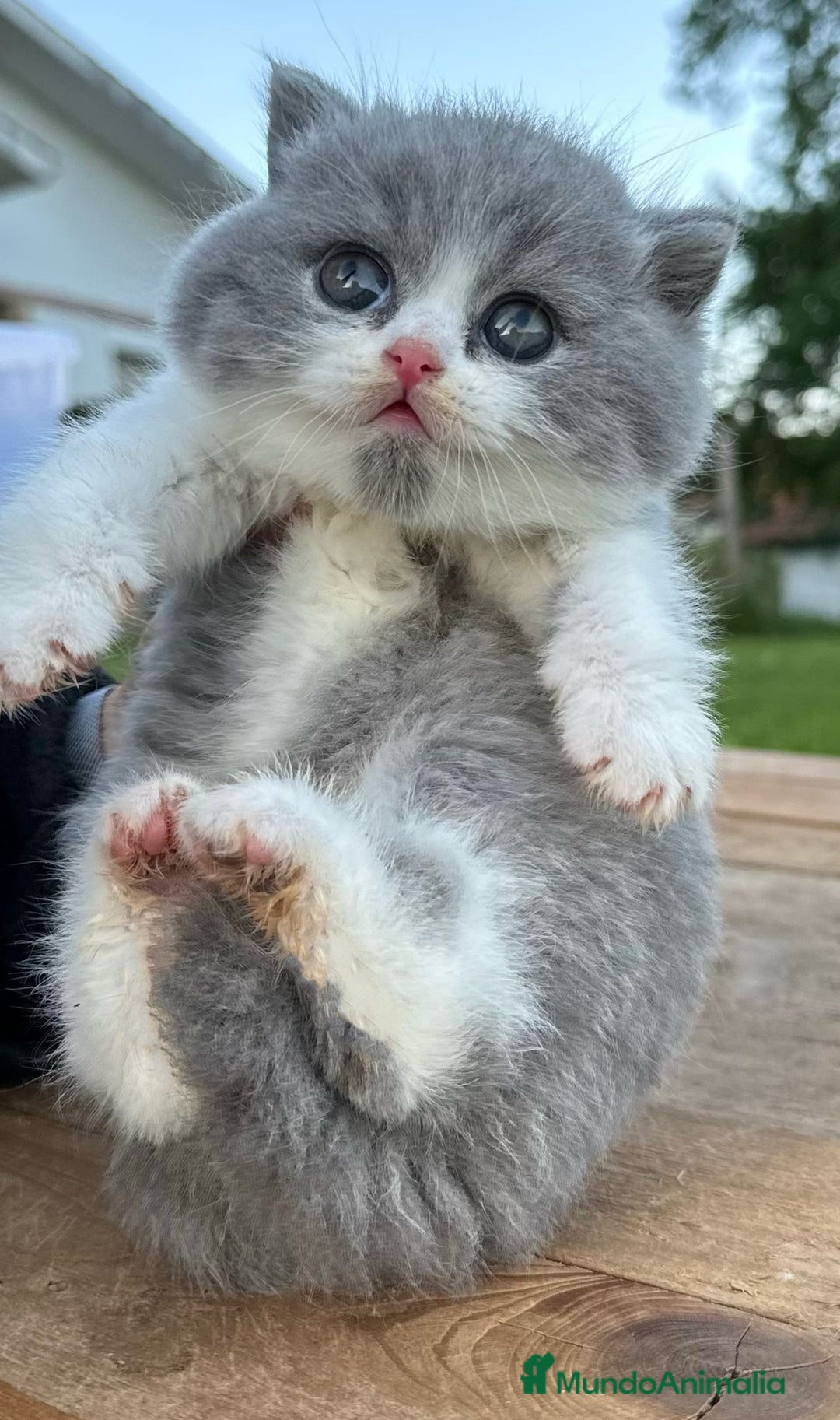 Británico de Pelo Corto gatos en venta: Cachorro british bicolor azul - Imagen 2