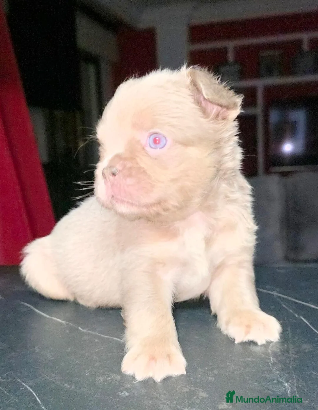 Bulldog Francés perros en venta: Fluffys y big rope bulldog  - Anuncio 1