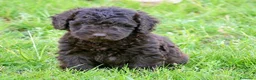 Perro de Agua Español perros en venta: CAMA DE PERRO DE AGUA ESPAÑOL  - Anuncio 12