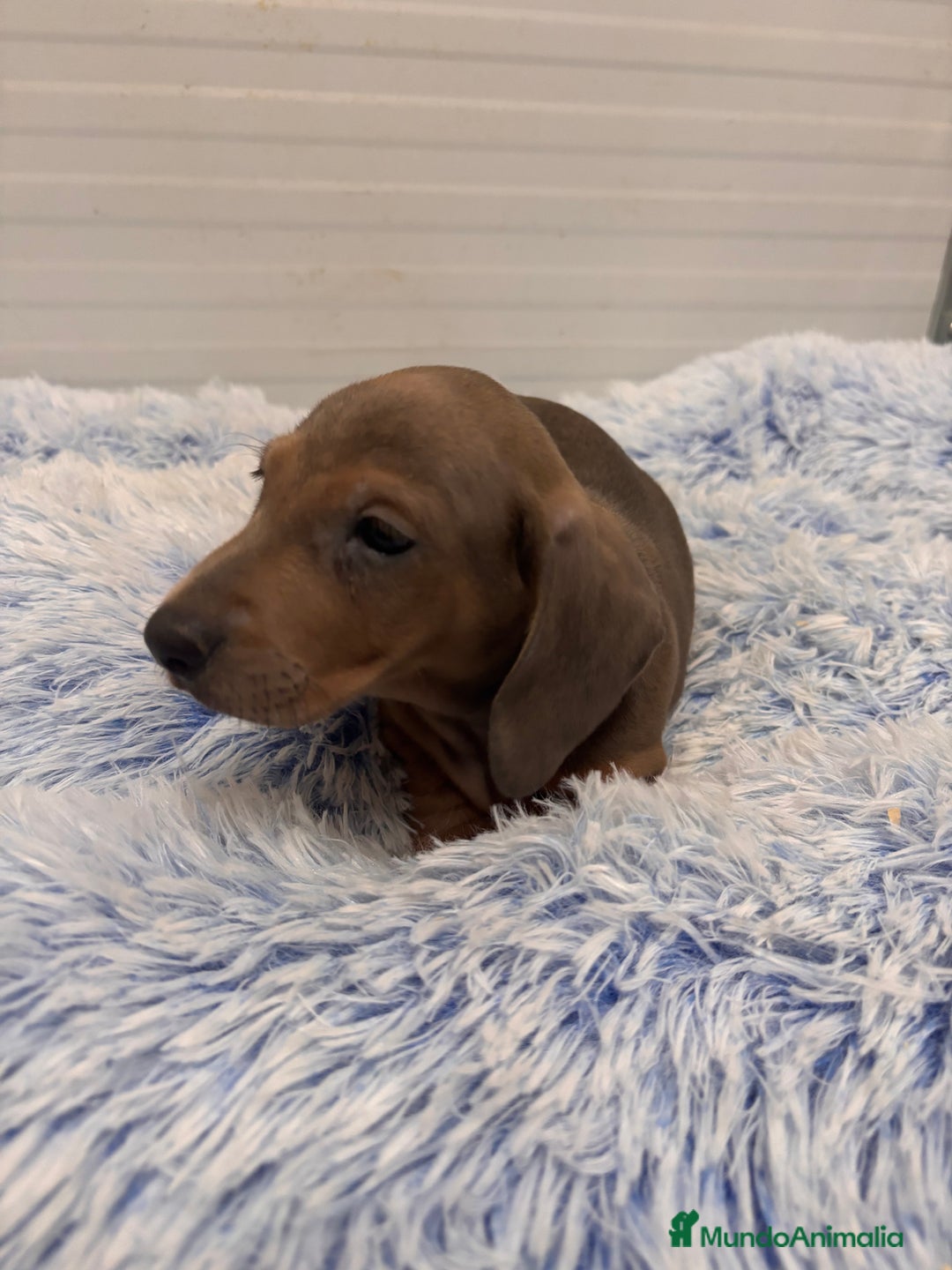 Teckel perros en venta: TECKEL STANDARD - Anuncio 6