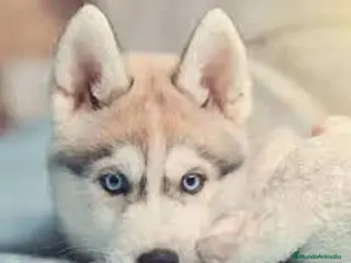 Husky Siberiano perros husky siberiano - Anuncio 2