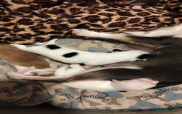 Chihuahua perros en venta: Camada de chihuahuas - Imagen 2