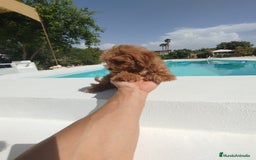 Maltipoo perros en venta: Maltipoo toy  - Imagen 3