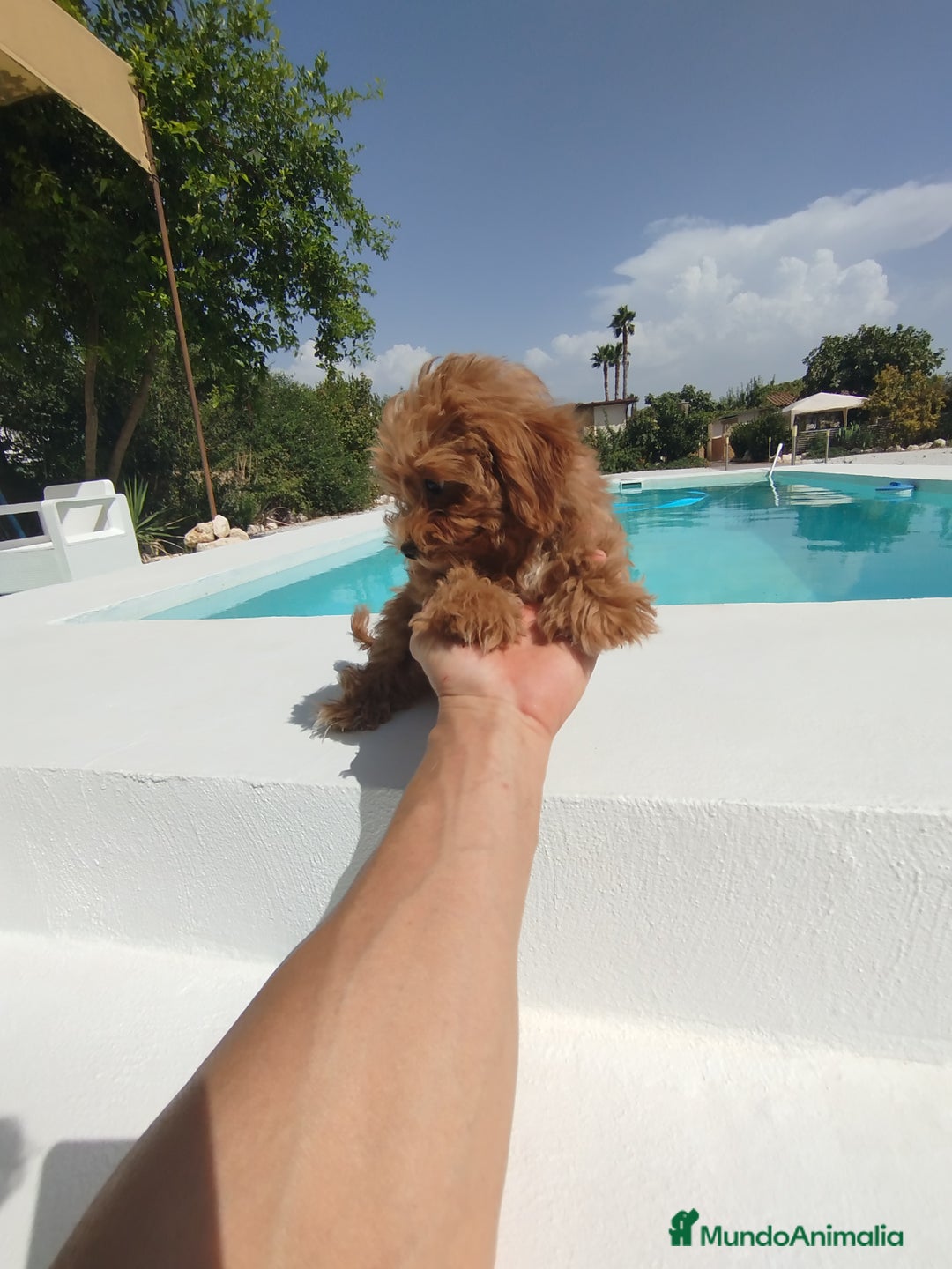 Maltipoo perros en venta: Maltipoo toy  - Imagen 3